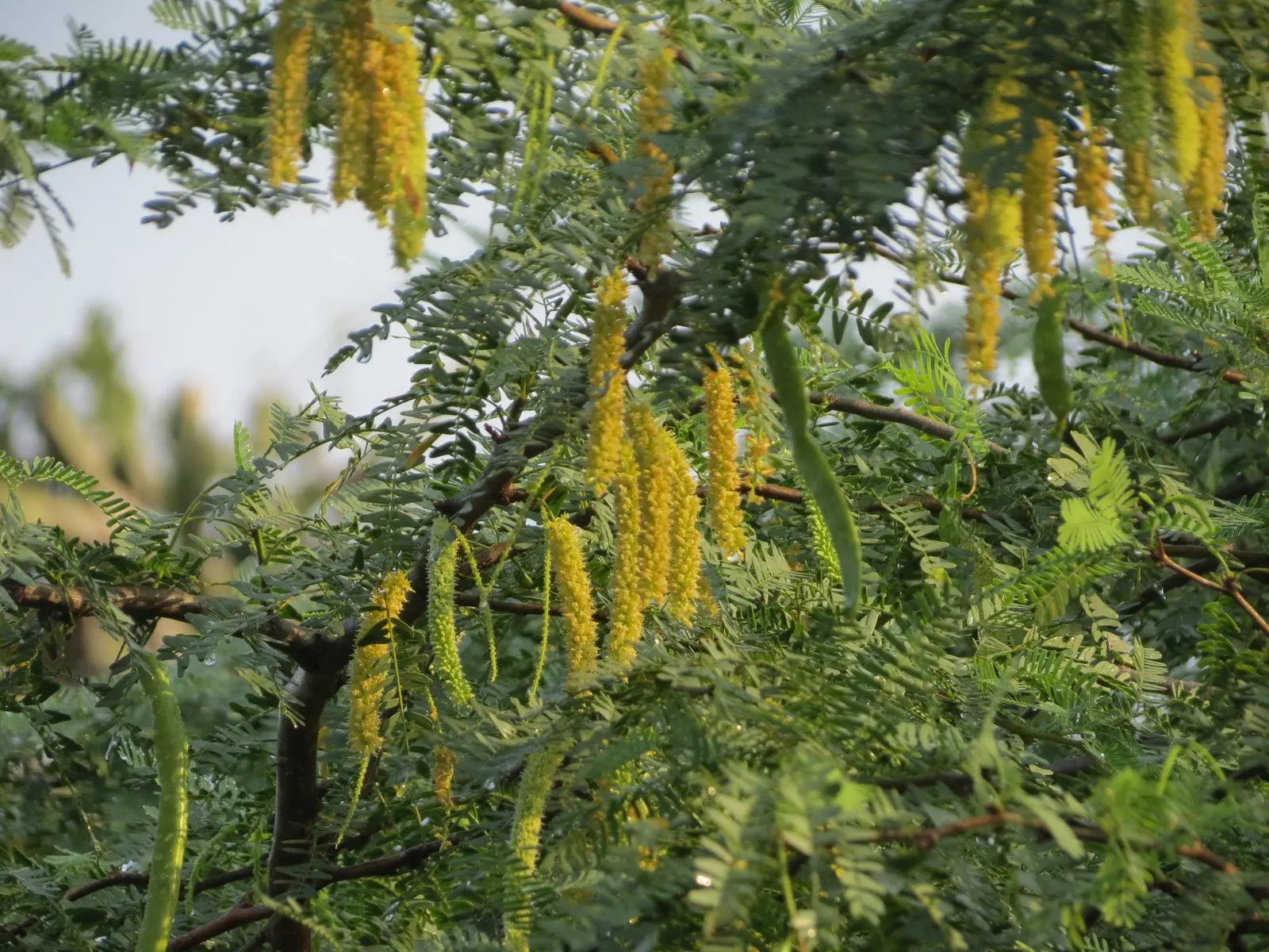 high-germination-non-gmo-prosopis-cineraria-seeds

