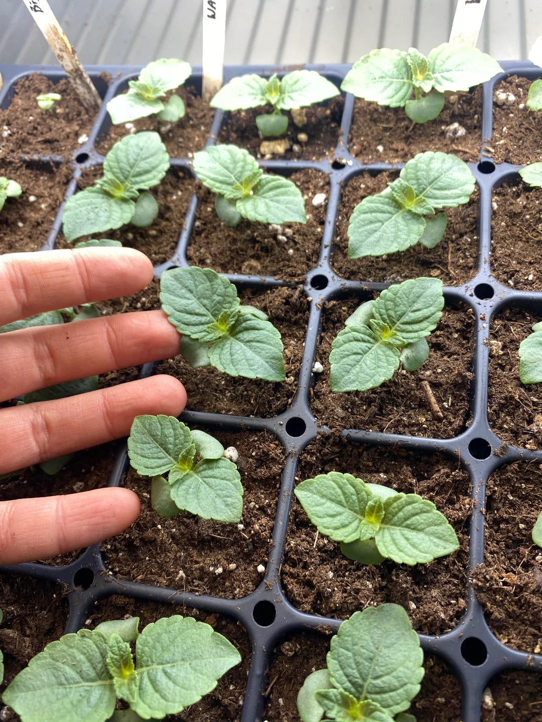 Mixed Perilla Plant Seeds for Planting
