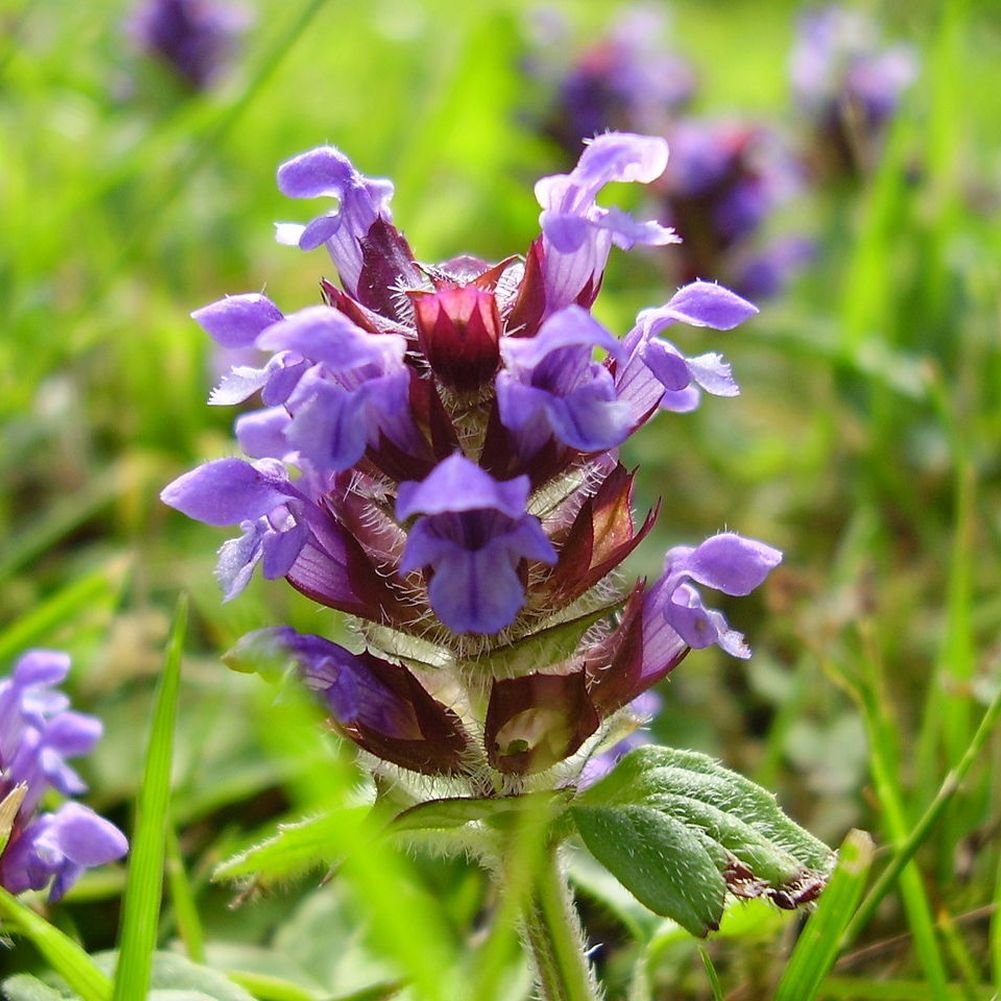 Prunella vulgaris self heal seeds for pollinator garden