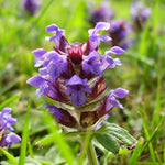 Prunella vulgaris self heal seeds for pollinator garden