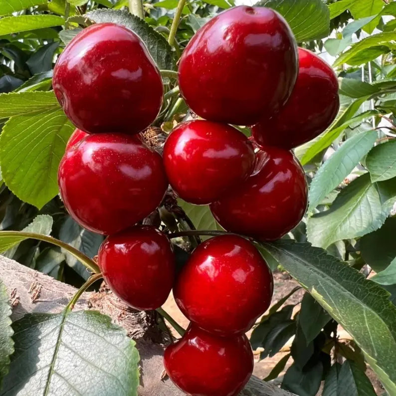 Prunus Avium Cherry Seeds for Planting