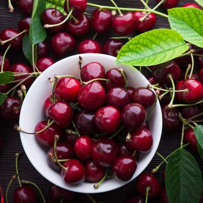 Non-GMO Prunus avium seeds with strong germination