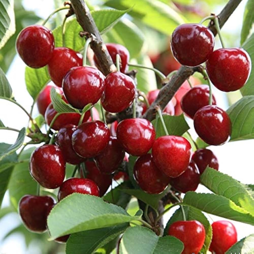 Prunus avium seeds for planting hardy cherry trees