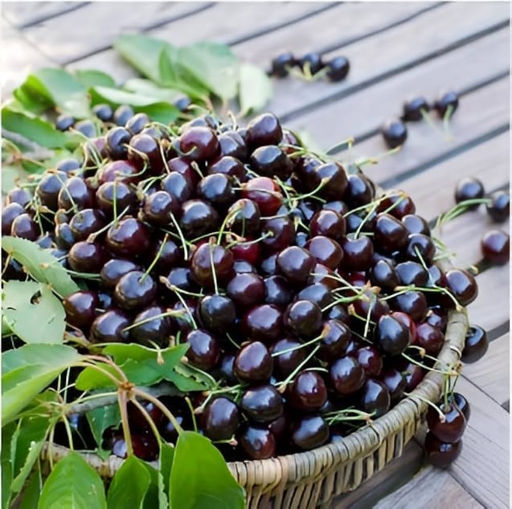 Prunus Avium sweet cherry heirloom seeds