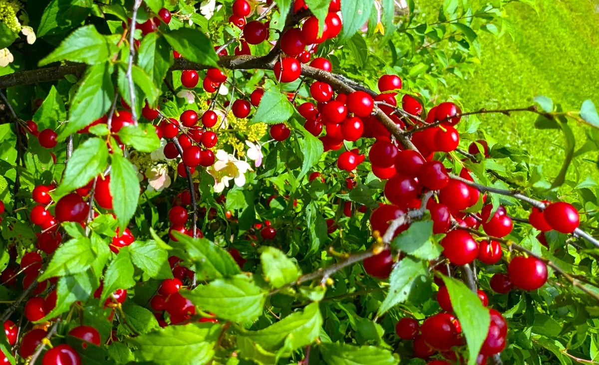 Prunus jacquemontii seeds for garden and container growing