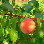 Prunus persica flat peach seeds for planting in backyard garden