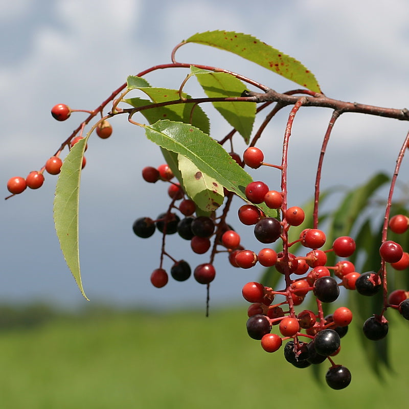 Florida Cherry (Prunus caroliniana)