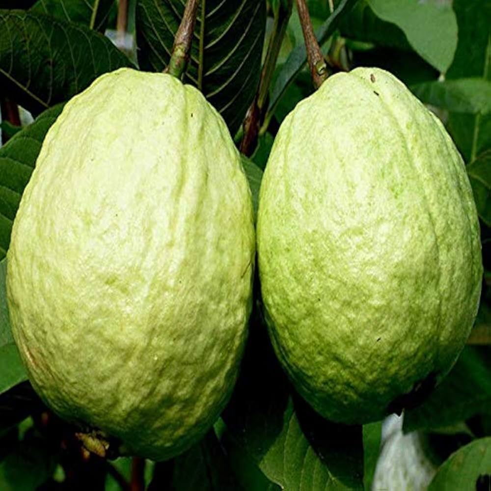 Psidium guajava seeds for backyard gardening