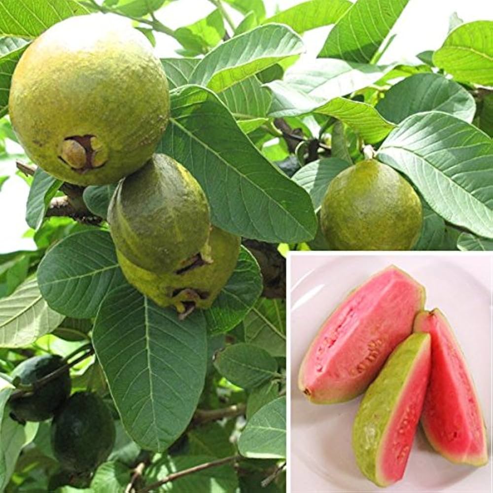Psidium guajava seeds for tropical garden planting and warm climate growing