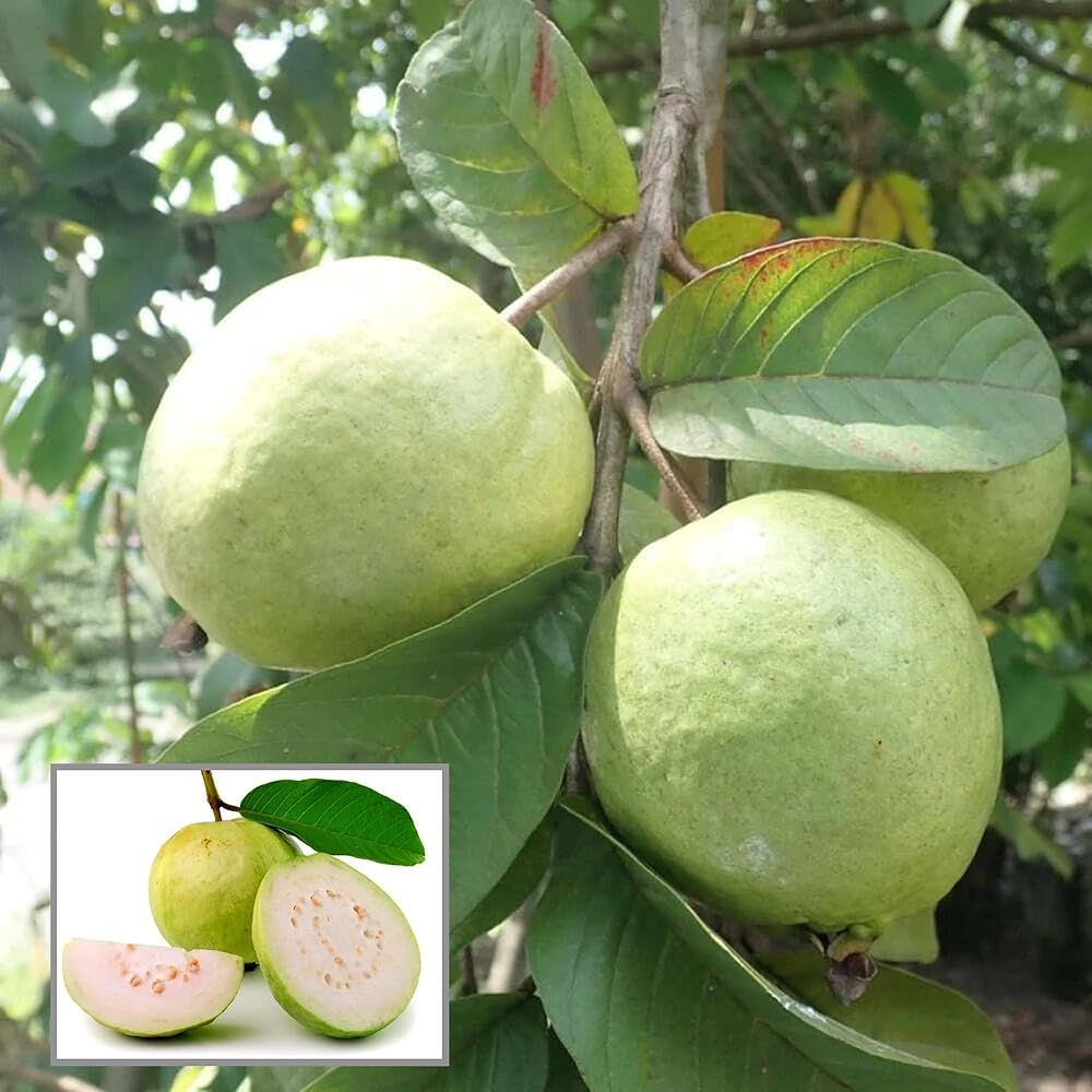 Psidium guajava seeds germination and growth stages