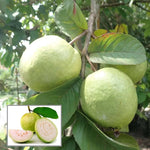 Psidium guajava seeds germination and growth stages