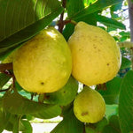 Psidium guajava seeds for outdoor cultivation