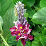 "non-gmo-kudzu-vine-plant-seeds-pueraria-lobata-for-garden"

