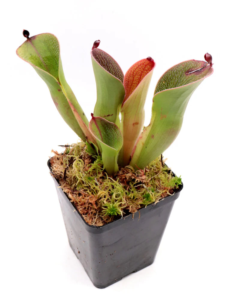 Heirloom Non-GMO Red Heliamphora Pulchella Plant Seeds for Planting