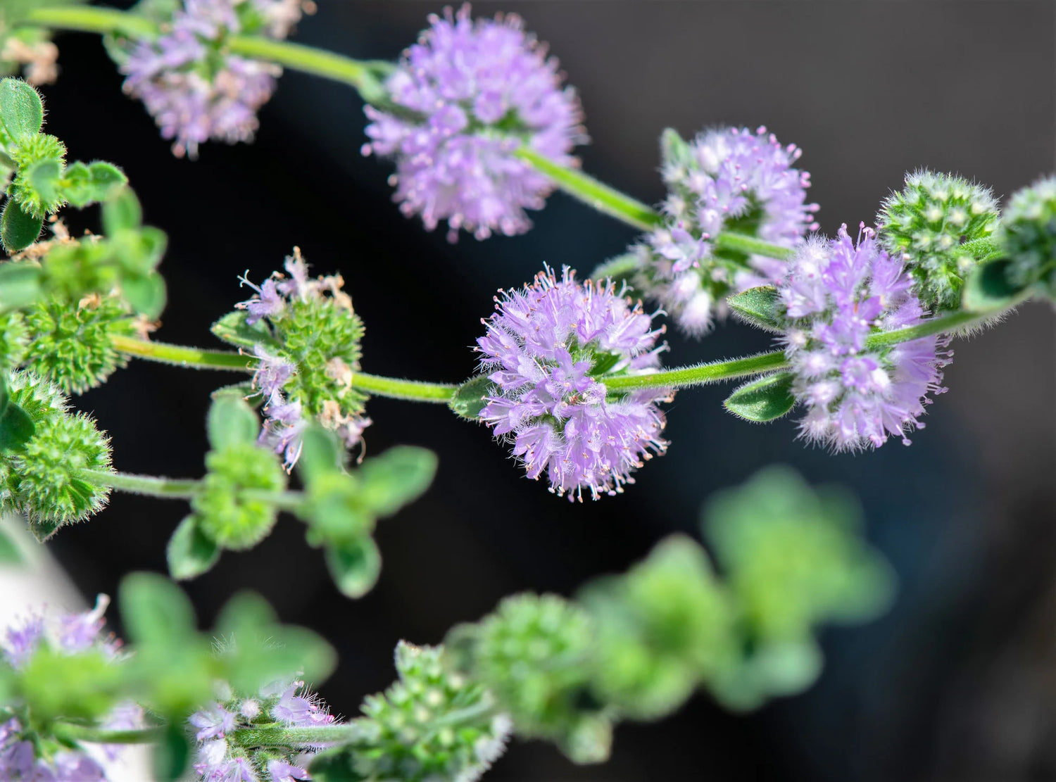 Pulegium pennyroyal young seedlings growing indoors