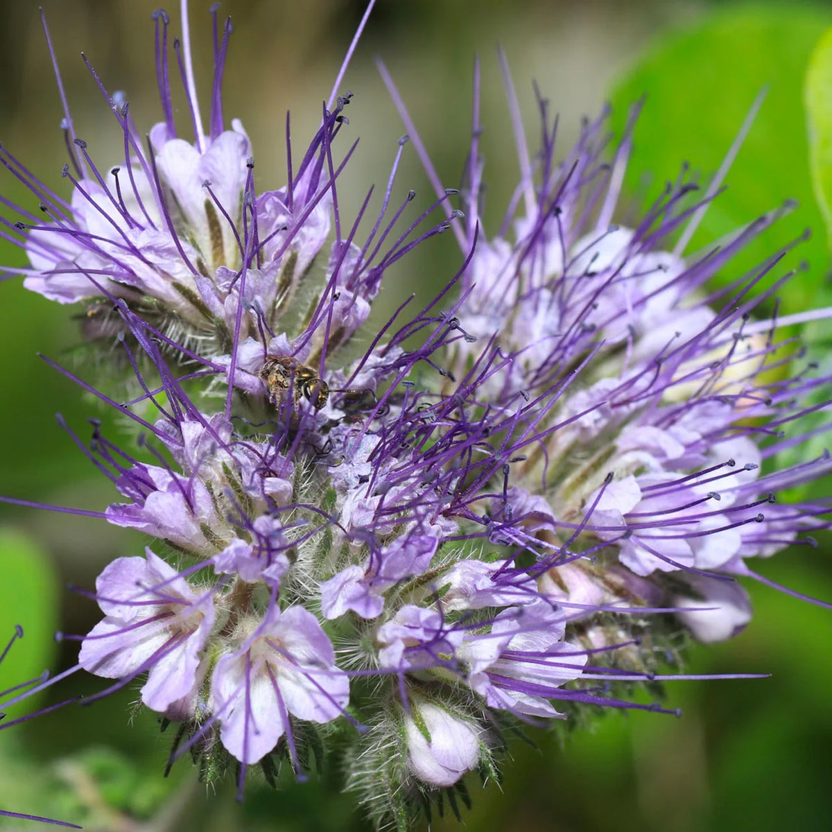 Pulegium seeds pennyroyal seeds for home garden planting