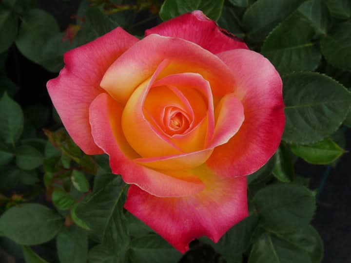 Bonsai Rose Flower Seeds for Planting – Heirloom, Non-GMO Garden Seeds