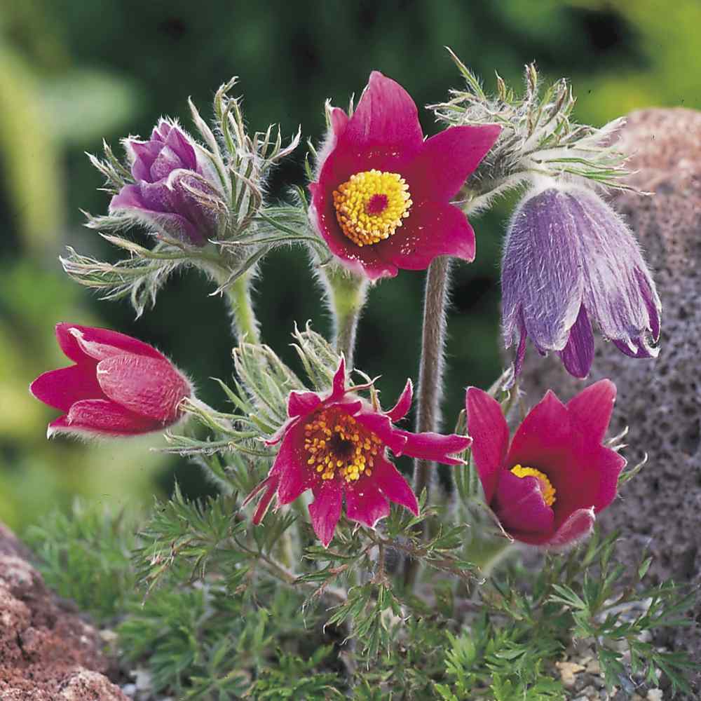 Anemone Red Windflower Seeds