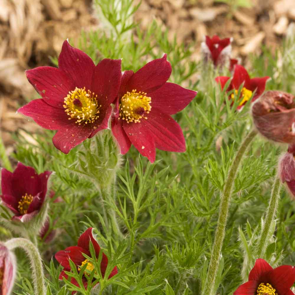 Anemone Red Windflower Seeds