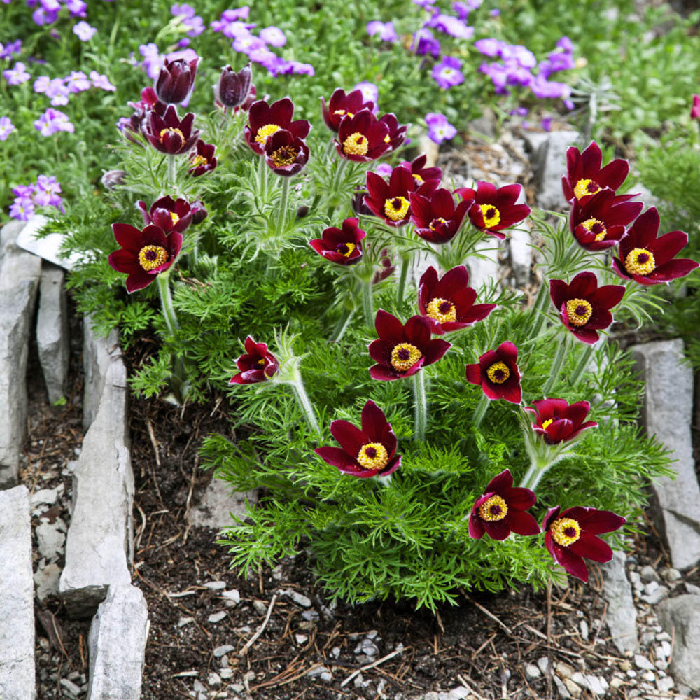 Anemone Red Windflower Seeds