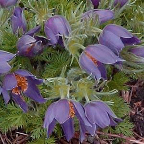 Anemone Violet Flower Seeds