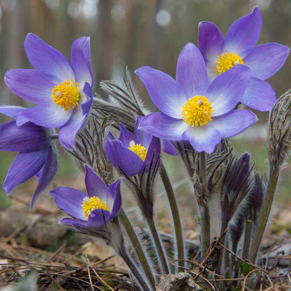 Anemone Violet Flower Seeds