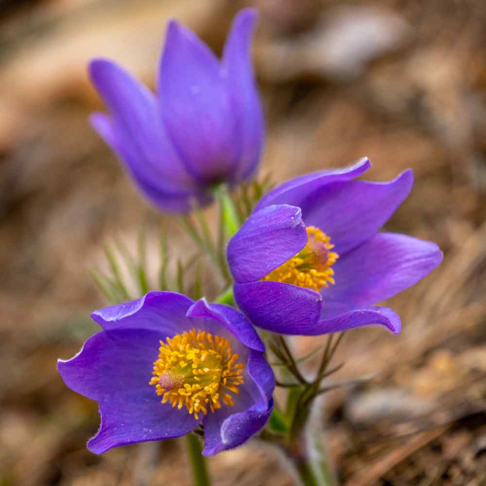 Anemone Violet Flower Seeds