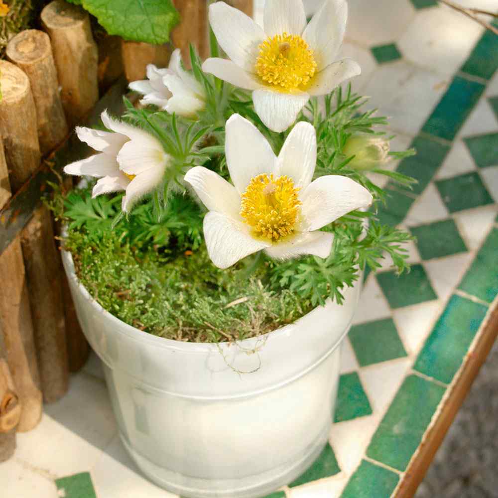 Anemone White Bloom Seeds