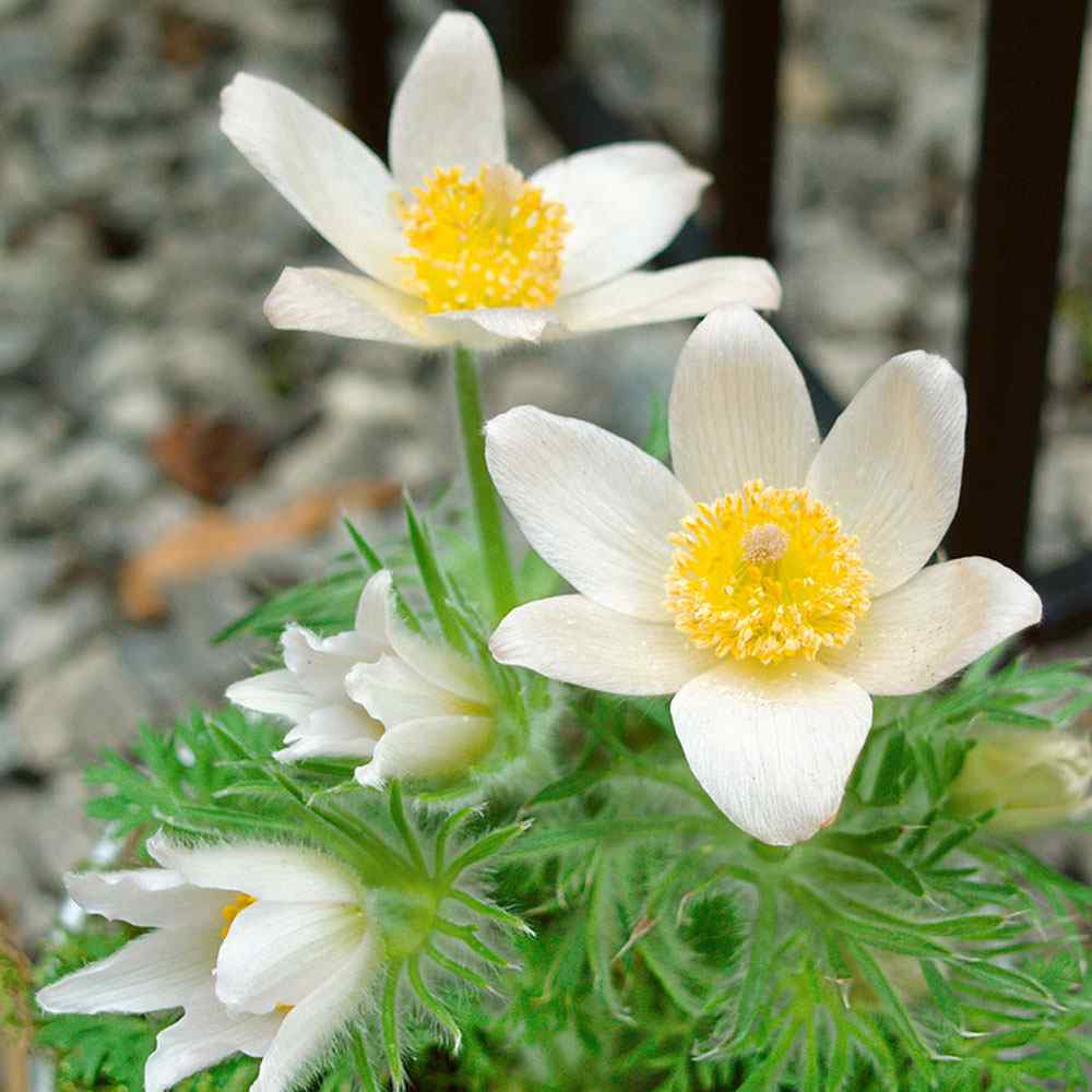 Anemone White Bloom Seeds