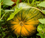 Pumpkin Apple Squash seeds – sweet, aromatic hybrid squash - Dharaseeds