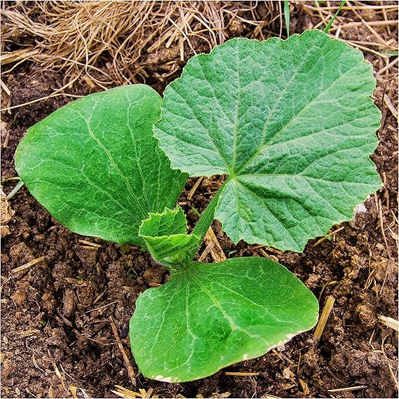 Pumpkin Cucurbita Cucurbita Gold Wire Vegetable Seeds for Planting – Unique Heirloom Variety for Home Garden and Harvest - Dharaseeds