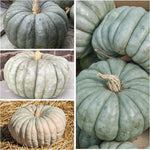 Pumpkin Cucurbita Jarrahdale Ornamental Edible Blue Seeds for Planting – Unique Variety for Garden and Fall Harvest - Dharaseeds