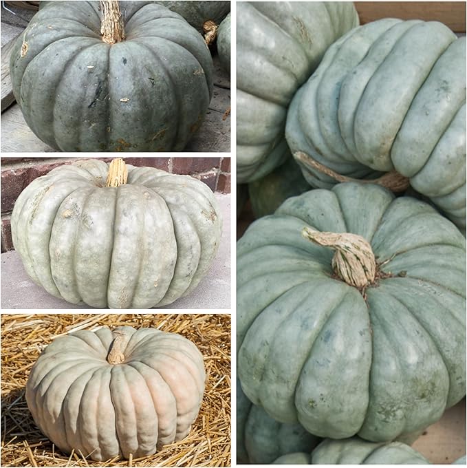 Pumpkin Cucurbita Jarrahdale Ornamental Edible Blue Seeds for Planting – Unique Variety for Garden and Fall Harvest - Dharaseeds
