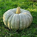Pumpkin Cucurbita Jarrahdale Ornamental Edible Blue Seeds for Planting – Unique Variety for Garden and Fall Harvest - Dharaseeds