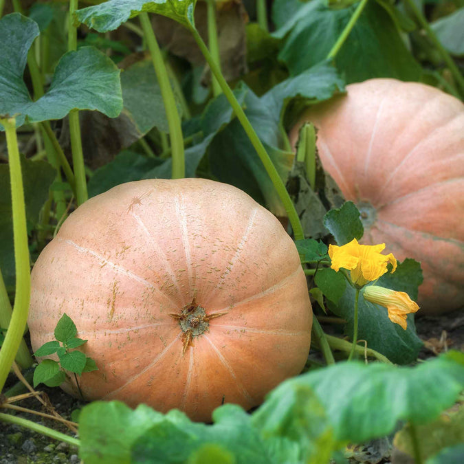 Pumpkin Seeds - Mammoth Gold