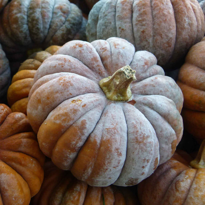 Pumpkin Seeds - Musquee de Provence