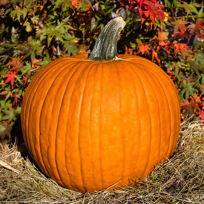 Pumpkin Seeds (Organic) - Connecticut Field