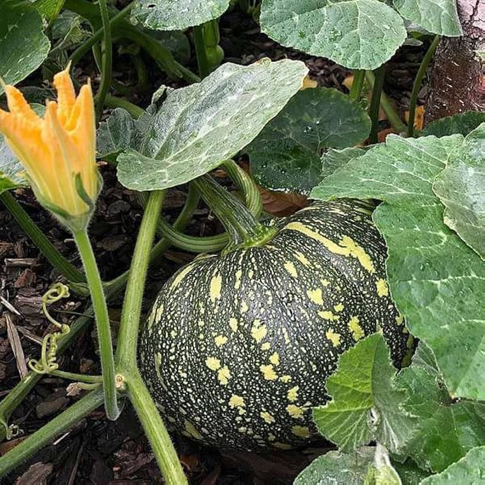 Pumpkin plant Cucurbita pepo seeds for planting in vegetable patches or home gardens - Dharaseeds