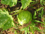 Pumpkin plant Cucurbita pepo seeds for planting in vegetable patches or home gardens - Dharaseeds