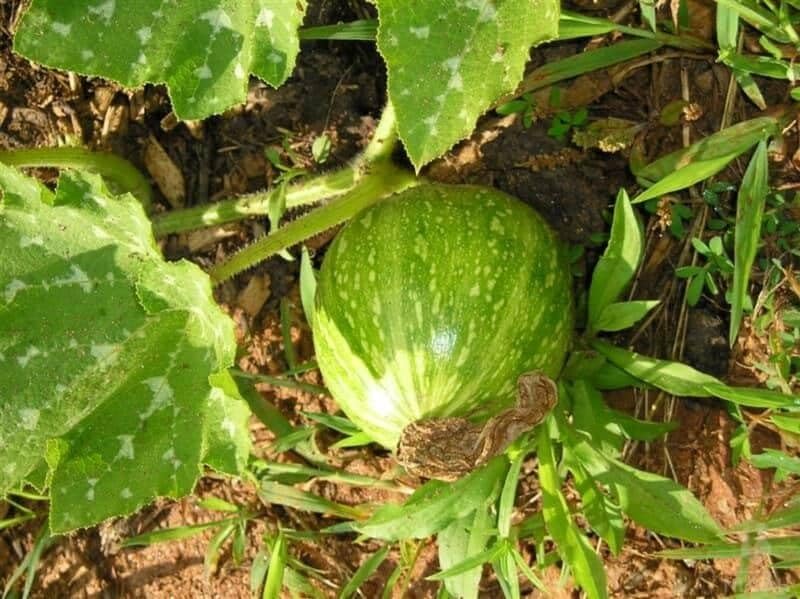 Pumpkin plant Cucurbita pepo seeds for planting in vegetable patches or home gardens - Dharaseeds