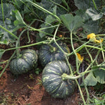 Pumpkin plant Cucurbita pepo seeds for planting in vegetable patches or home gardens - Dharaseeds