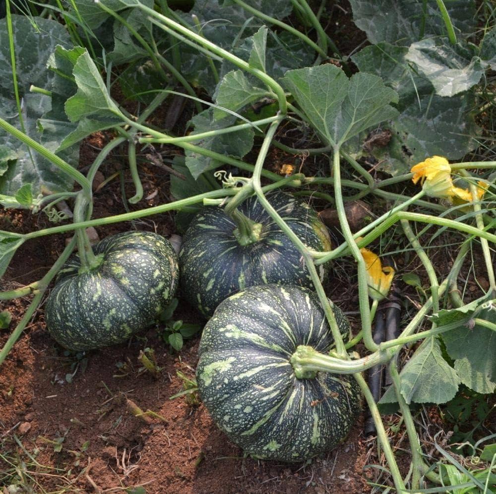 Pumpkin plant Cucurbita pepo seeds for planting in vegetable patches or home gardens - Dharaseeds