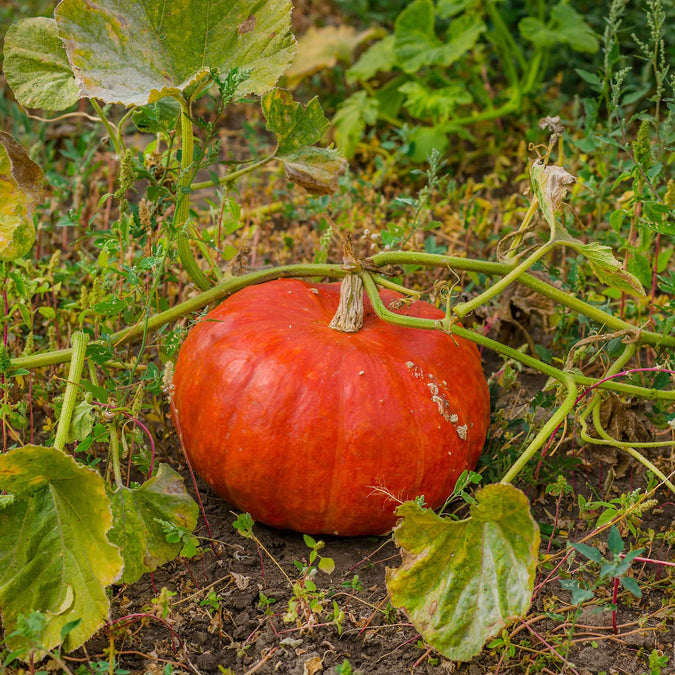 Pumpkin Seeds - Rouge Vif d'Etampes