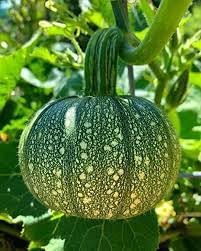 Pumpkin Seeds for Home Garden, 100 Pcs pcs - Dharaseeds