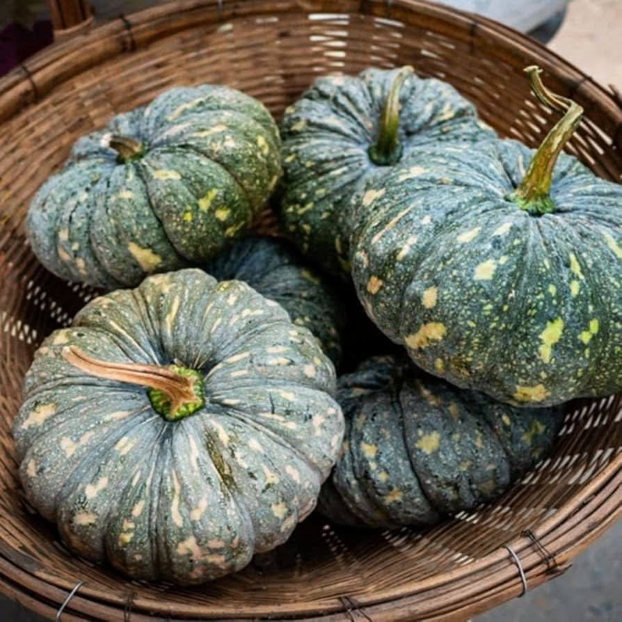 Pumpkin seeds for planting with high germination for warm climates