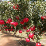 Punica Granatum high germination seeds for edible landscaping