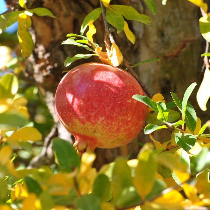 Punica Granatum non GMO seeds for small orchard planting