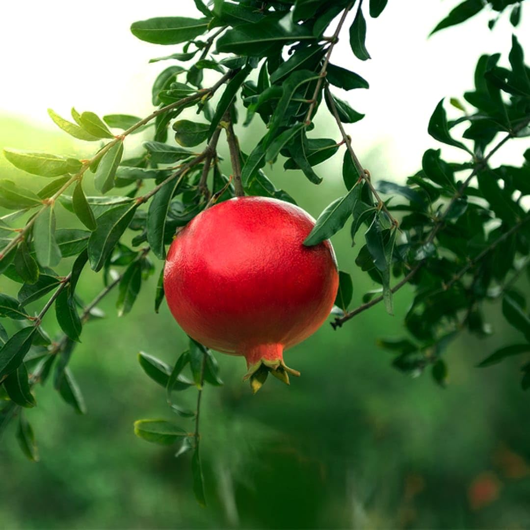 Punica granatum seeds for balcony pot gardening