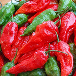 Pure Bhut Jolokia Orange Pepper seeds – Copenhagen ghost pepper strain - Dharaseeds