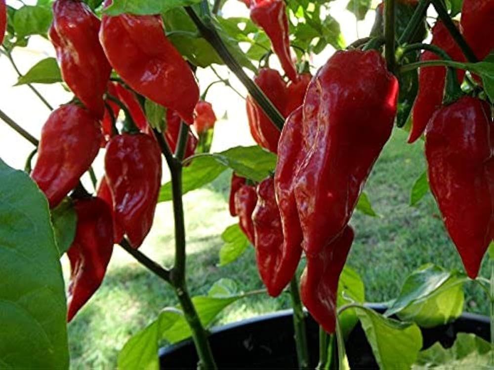 Pure Bhut Jolokia Orange Pepper seeds – Copenhagen ghost pepper strain - Dharaseeds